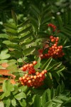 Cascade mountain ash fruit among foliage