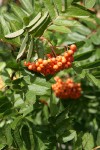 Cascade mountain ash fruit among foliage