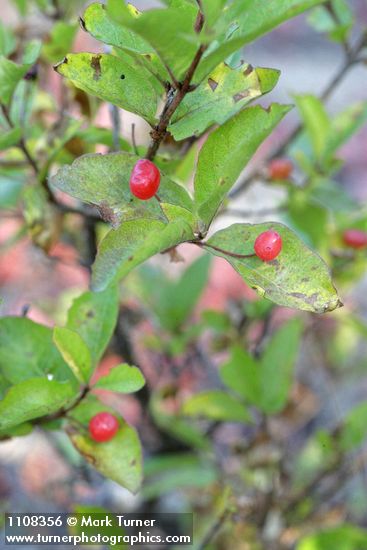 Lonicera conjugialis
