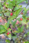 Purple-flowered Honeysuckle fruit & foliage