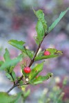 Purple-flowered Honeysuckle fruit & foliage