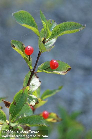 Lonicera conjugialis