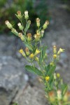 Greene Brickellbush blossoms & foliage