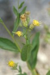 Greene Brickellbush blossoms