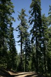 Sugar Pines at edge of forest road