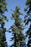 Sugar Pine crown