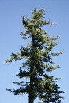 Sugar Pine crown