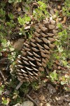 Sugar Pine fallen cone among Kinnickinnick foliage