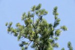 Sugar Pine foliage against blue sky