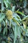 Golden Chinquapin burs among foliage