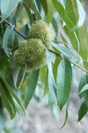 Golden Chinquapin burs among foliage