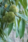 Golden Chinquapin burs among foliage