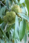 Golden Chinquapin burs among foliage