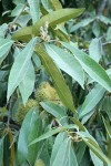 Golden Chinquapin burs among foliage