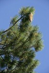 Sugar Pine foliage & cone against blue sky