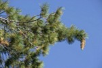 Sugar Pine foliage & cone against blue sky