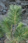 Sugar Pine sapling foliage