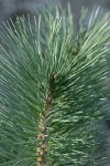 Sugar Pine foliage detail
