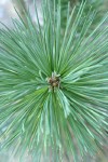 Sugar Pine foliage detail