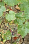 California Wild Grape ripening fruit among foliage