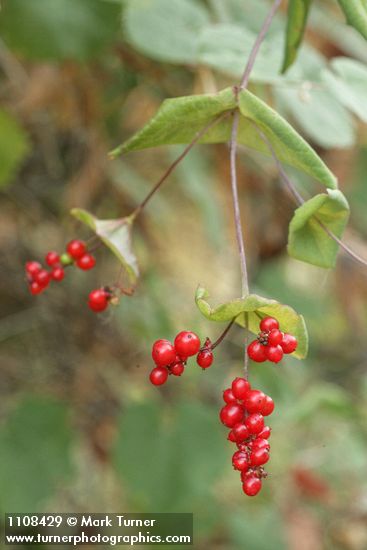 Lonicera ciliosa