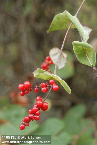 Lonicera ciliosa