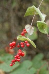 Orange Honeysuckle fruit & foliage