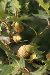 California black oak acorns among foliage