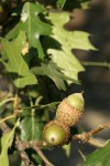 California black oak acorns among foliage