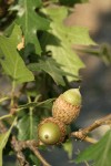 California black oak acorns among foliage