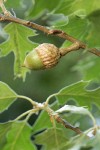 California black oak acorn among foliage