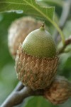 California black oak acorn