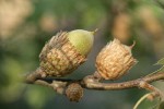 California black oak acorns