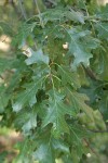 California black foliage