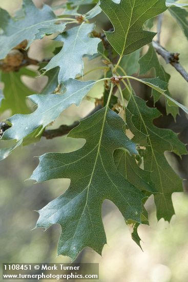 Quercus kelloggii