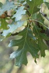 California black foliage