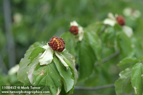 Cornus nuttallii