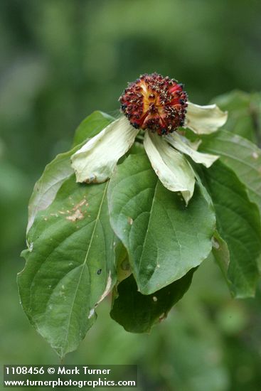 Cornus nuttallii