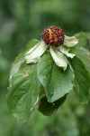 Pacific Dogwood fruit among foliage