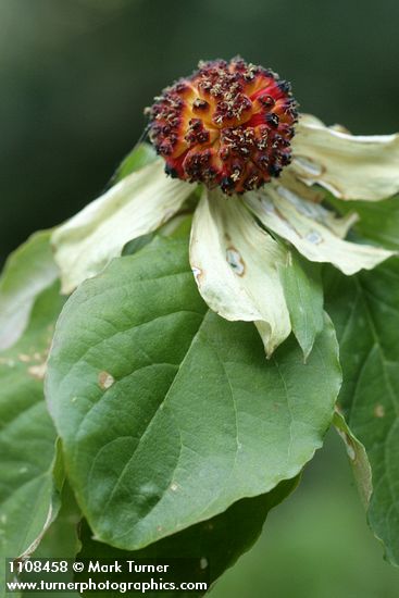 Cornus nuttallii