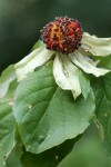 Pacific Dogwood fruit among foliage