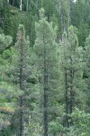 Knobcone Pines