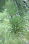 Knobcone Pine foliage