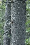 Knobcone Pine trunks