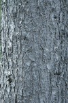 Knobcone Pine bark