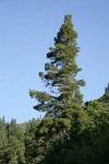 Knobcone Pine against blue sky