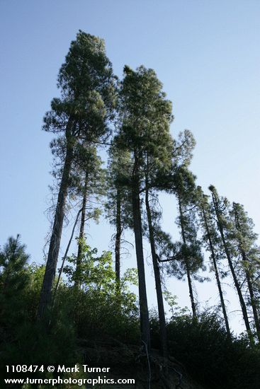 Pinus attenuata