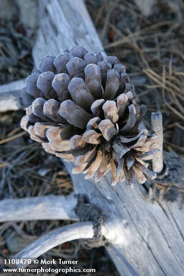 Pinus attenuata