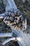 Knobcone Pine cone still attached to fallen trunk