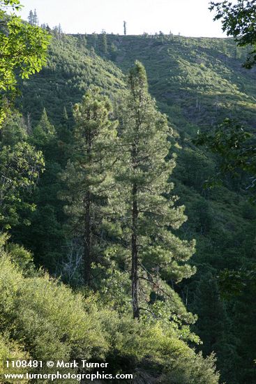 Pinus attenuata